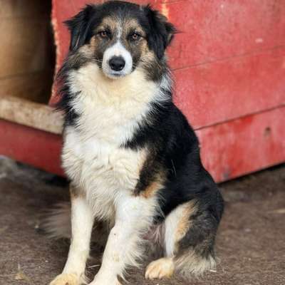 Tierschutzhunde suchen ein Zuhause-Beitrag-Bild