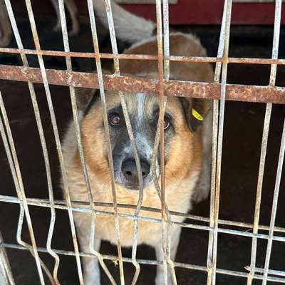 Tierschutzhunde suchen ein Zuhause-Beitrag-Bild