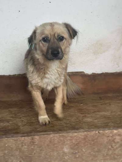Tierschutzhunde suchen ein Zuhause-Beitrag-Bild