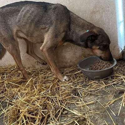 Tierschutzhunde suchen ein Zuhause-Beitrag-Bild