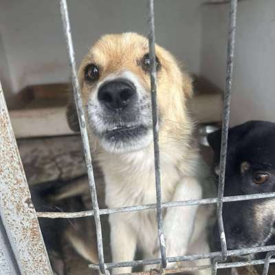 Tierschutzhunde suchen ein Zuhause-Beitrag-Bild