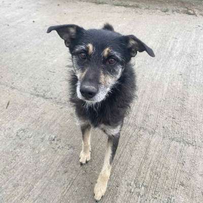 Tierschutzhunde suchen ein Zuhause-Beitrag-Bild