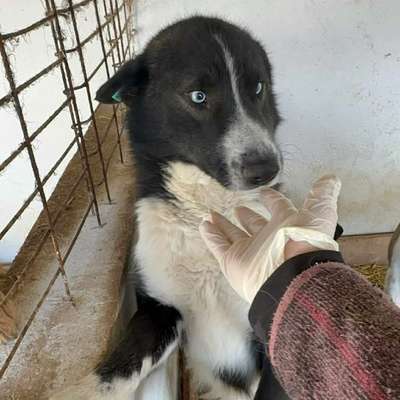 Tierschutzhunde suchen ein Zuhause-Beitrag-Bild