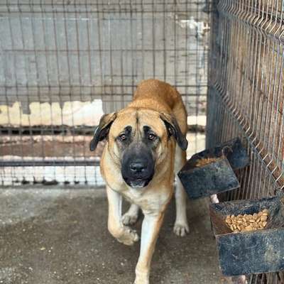 Tierschutzhunde suchen ein Zuhause-Beitrag-Bild