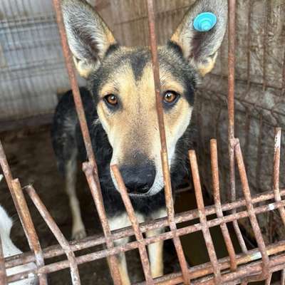 Tierschutzhunde suchen ein Zuhause-Beitrag-Bild