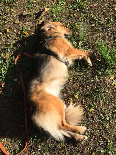 Auslandstierschutz-Beitrag-Bild