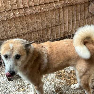 Tierschutzhunde suchen ein Zuhause-Beitrag-Bild