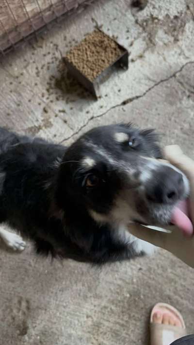 Tierschutzhunde suchen ein Zuhause-Beitrag-Bild