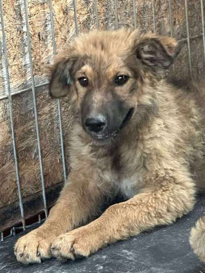 Tierschutzhunde suchen ein Zuhause-Beitrag-Bild