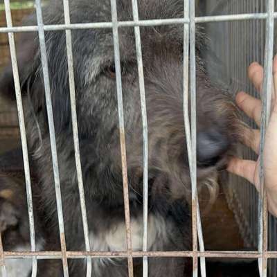 Tierschutzhunde suchen ein Zuhause-Beitrag-Bild