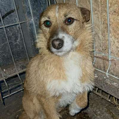 Tierschutzhunde suchen ein Zuhause-Beitrag-Bild