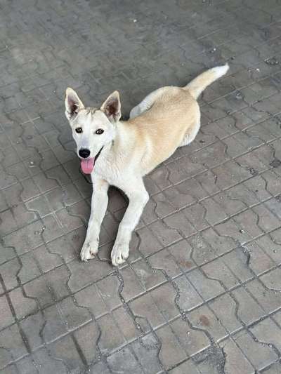 Tierschutzhunde suchen ein Zuhause-Beitrag-Bild