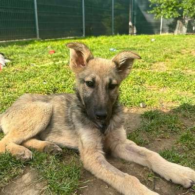 Tierschutzhunde suchen ein Zuhause-Beitrag-Bild