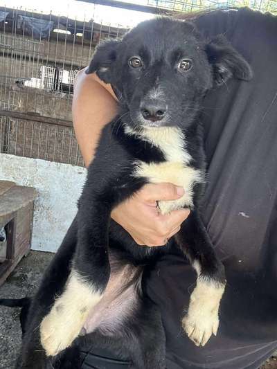 Tierschutzhunde suchen ein Zuhause-Beitrag-Bild