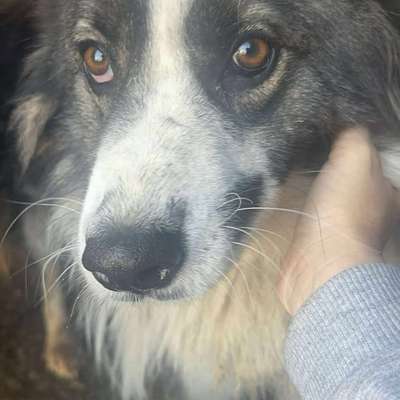 Tierschutzhunde suchen ein Zuhause-Beitrag-Bild