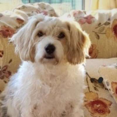 Hundetreffen-Wadersloh alter Friedhof