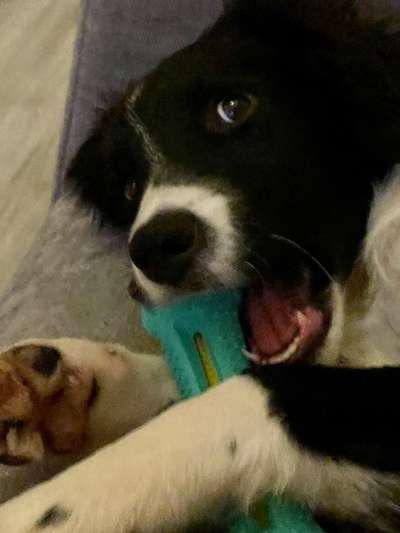 Dogorama Photo Challenge - Lieblingsspielzeug!-Beitrag-Bild