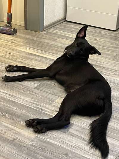 Mudi - Gibt es hier noch weitere ungarische Paprikas?-Beitrag-Bild