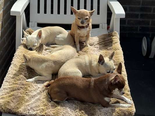 Hund abgegeben, weil Urlaub anstand? Leider kein Witz 😳-Beitrag-Bild