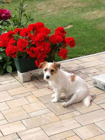 Die Dogorama Monats Challenge "Es grünt und blüht"-Beitrag-Bild