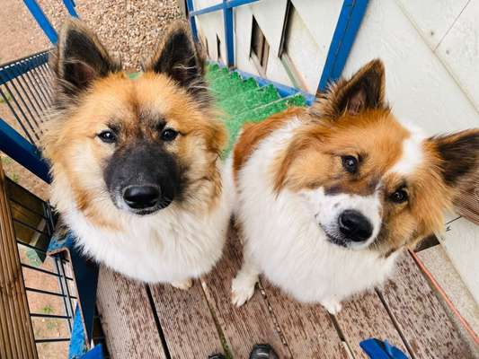 Die Dogorama Kalender Challenge Titelbild-Beitrag-Bild