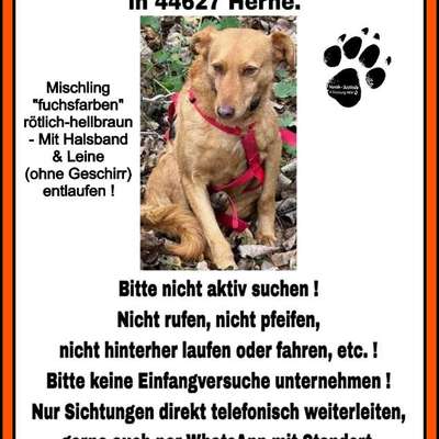 Suchmeldung-Mino-Bild