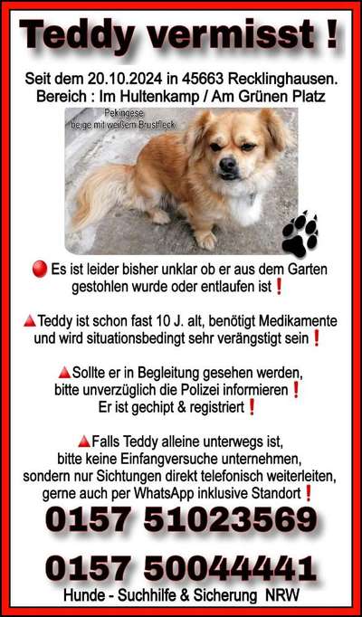 Suchmeldung-Teddy-Bild