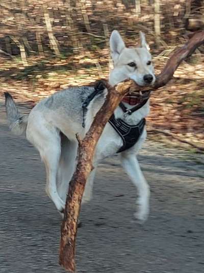 Wolfhunde Besitzer TWH oder SWH hier?-Beitrag-Bild