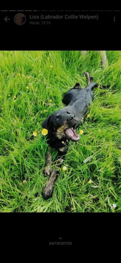 Die Dogorama-Wochen-Challenge "Die schönste Grimasse"-Beitrag-Bild