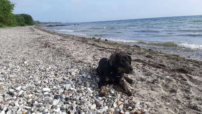 Die Dogorama Wochen Challenge: “Dein Hund im Urlaub”-Beitrag-Bild