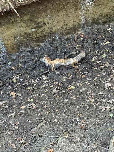 Giftköder-Toter Fuchs-Bild