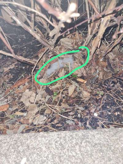 Giftköder-Giftköder-Bild