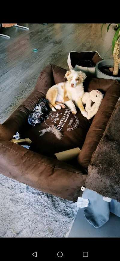 Welpen Bilder !-Beitrag-Bild