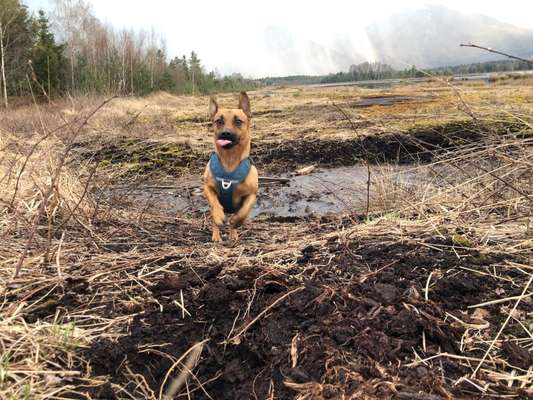 Fotochallenge Nr. 59 - Mein Hund zeigt die Zunge-Beitrag-Bild
