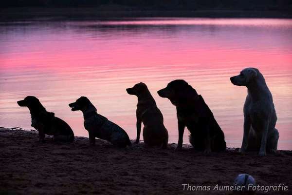 Die Dogorama Kalender Challenge Titelbild-Beitrag-Bild