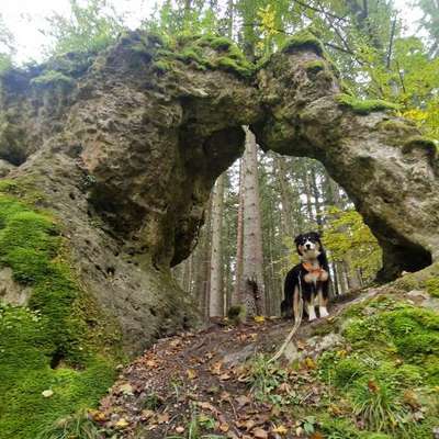Hundetreffen-Gassirunden sonntags meist 9:30 Uhr meistens zwischen NM und HIP-Bild
