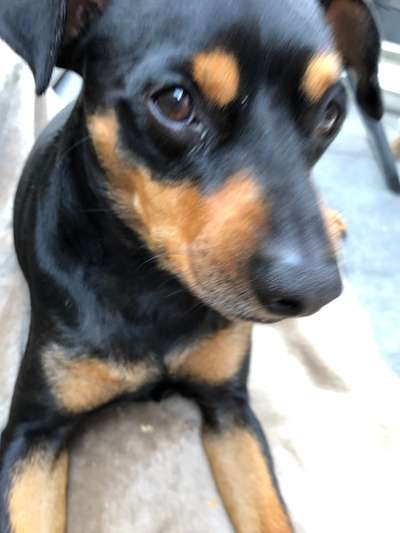 Liebhaber des Deutschen Pinscher gesucht.-Beitrag-Bild