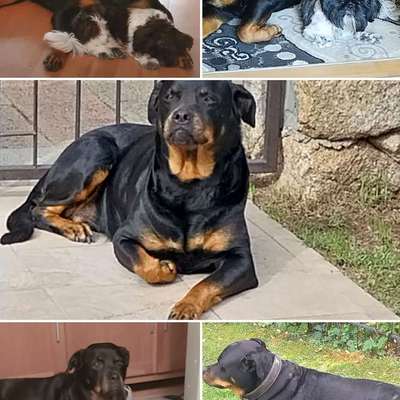 Giftköder-Giftköder, Hund schon verstorben heute-Bild