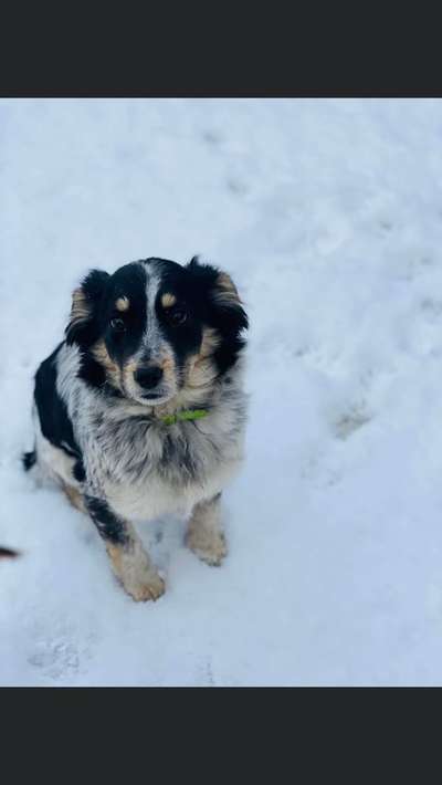 Hundetreffen-Welpentreffen/ Spaziergänge Nörten-Hardenberg-Bild