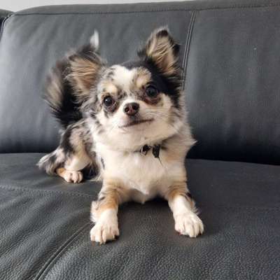 Hundetreffen-Kleine hunde treff-Bild