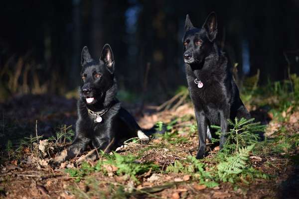 Fotochallenge Nr. 56 - geliebte Senioren-Beitrag-Bild