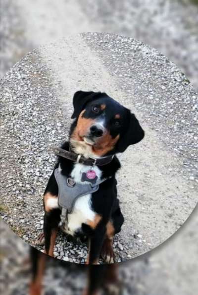 CHALLENGE NR. 19 - Der Hundeblick-Beitrag-Bild