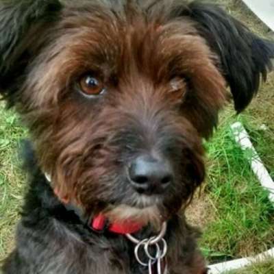 Dein Hund im Dogorama-Kalender 2021-Beitrag-Bild