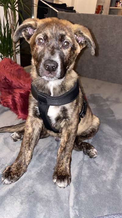 Schäferhund-Beitrag-Bild