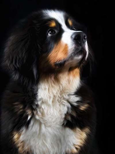 Schweizer Sennenhunde-Beitrag-Bild