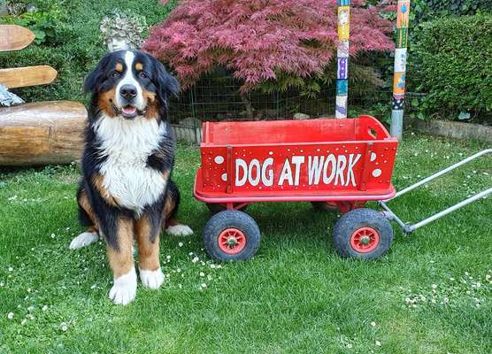 Schweizer Sennenhunde-Beitrag-Bild