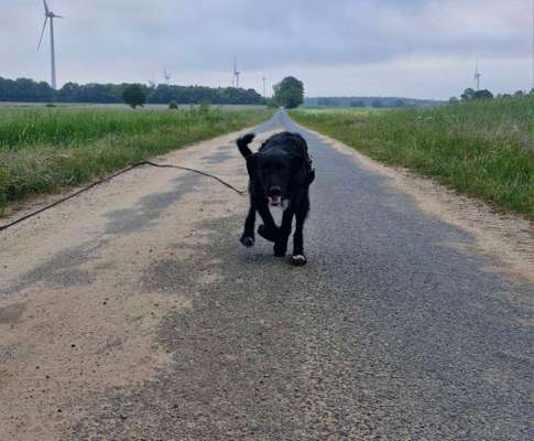 Hundetreffen-Gleichgesinnten gesucht-Bild