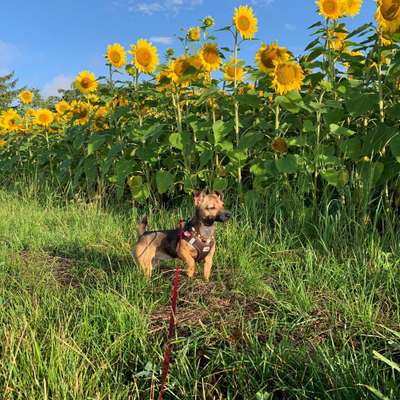 Hundetreffen-Kleiner Hund sucht neue Kontakte (Altstadt)-Bild