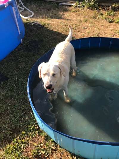 Labradorfans-Beitrag-Bild