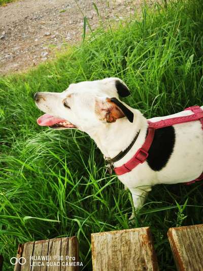 Seltene Rassen!-Beitrag-Bild